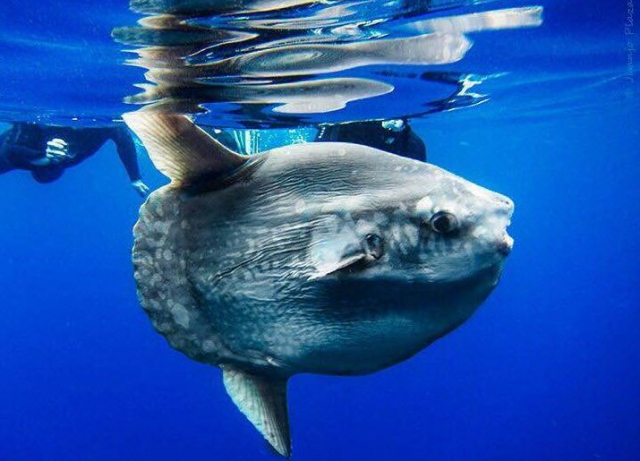  Immerso con un pesce luna 